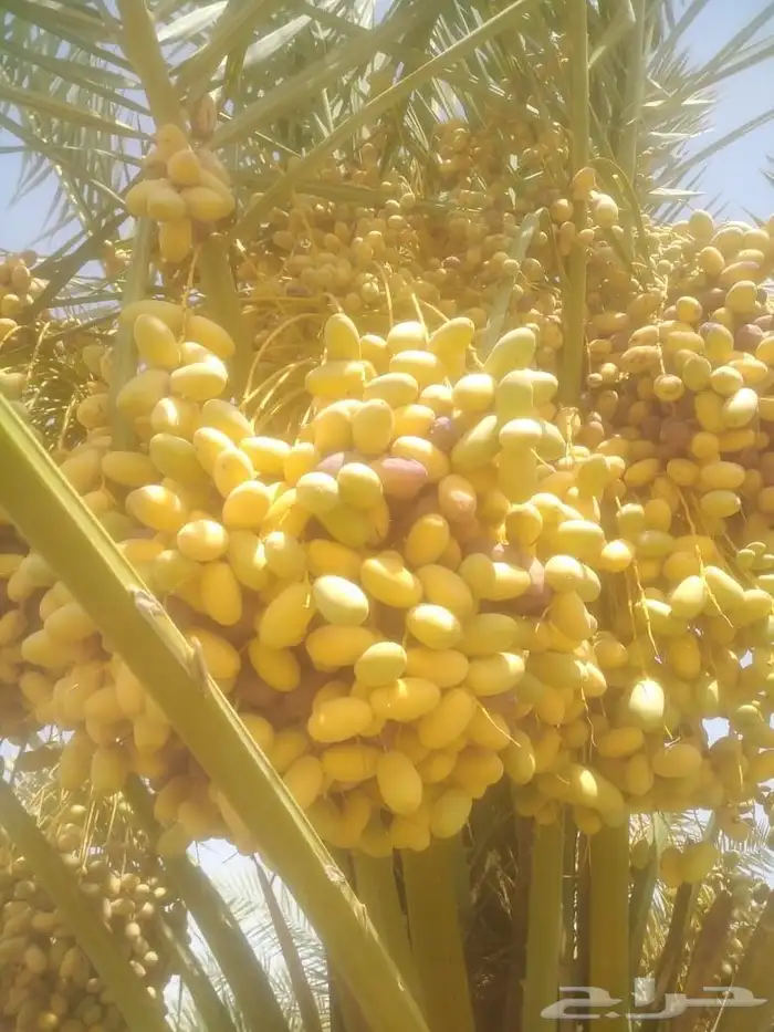 يوجد لدينا ثمرت مزرعه للبيع لتواصل. وتساب 3