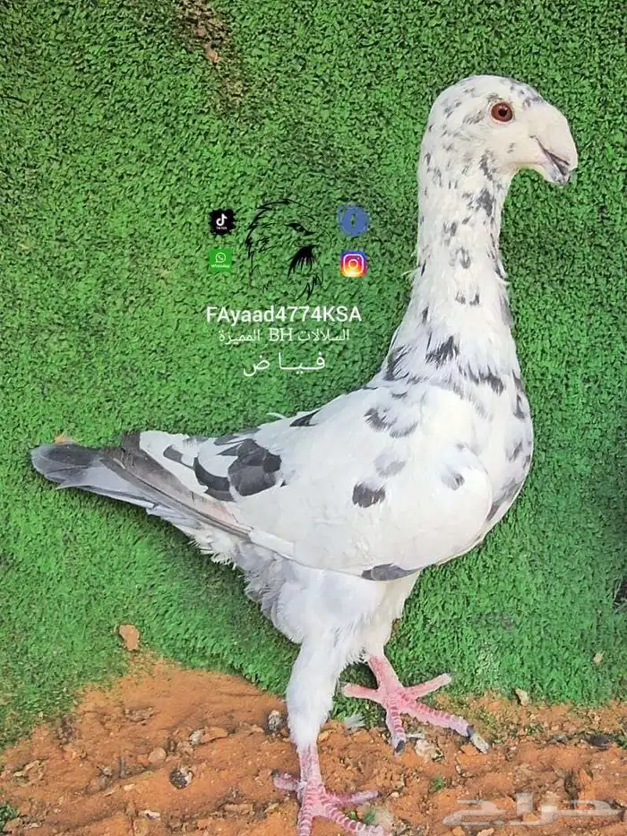 حمام هومر 2025 0