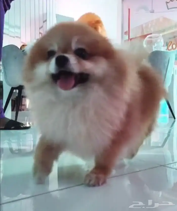 كلب بوميرينيان انثى 4 سنوات 2