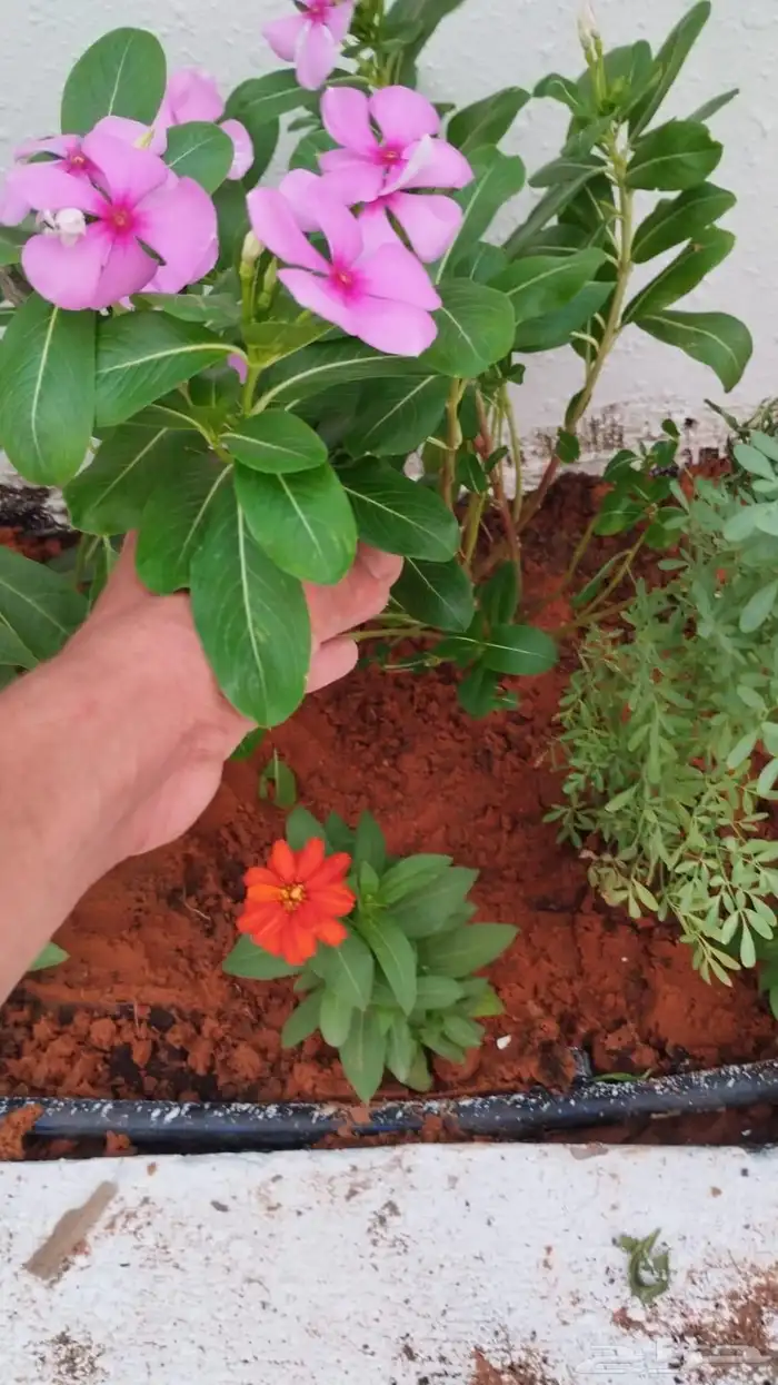 عشب صناعي وزراعي وحدائق 9