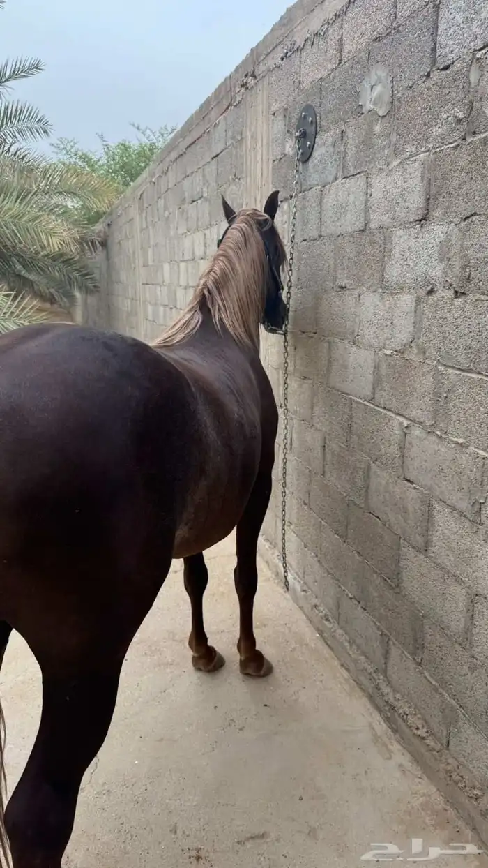 حصان شعبي فاخر 1