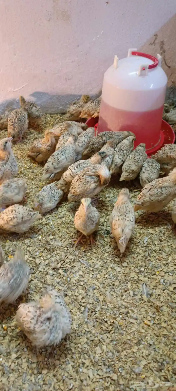 سمان للبيع 2