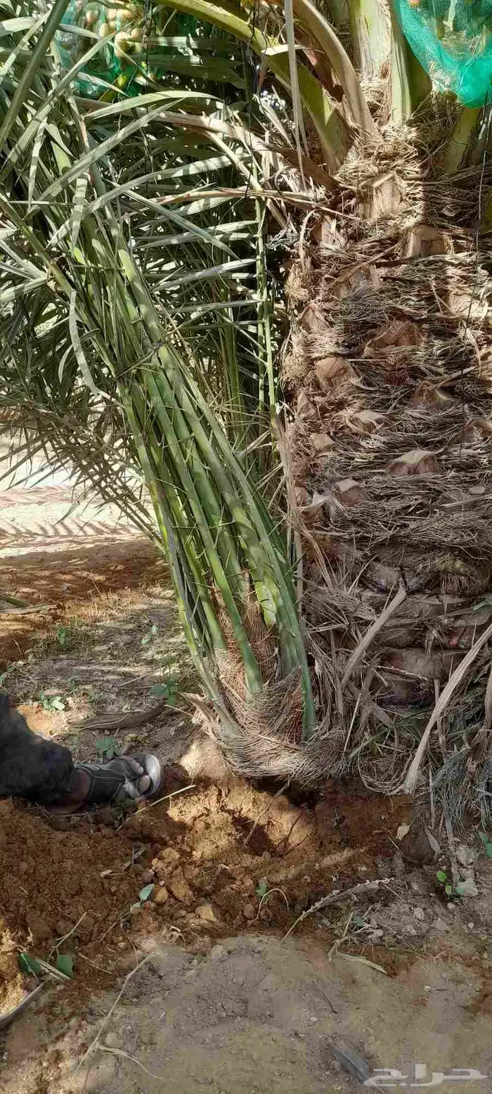 نخيل للبيع جميع الأنواع والمقاسات مع اتوصيل 2