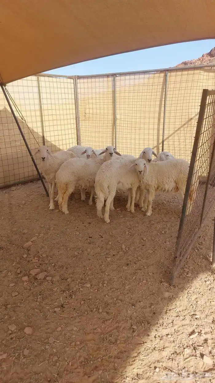 طليان ورخال 0