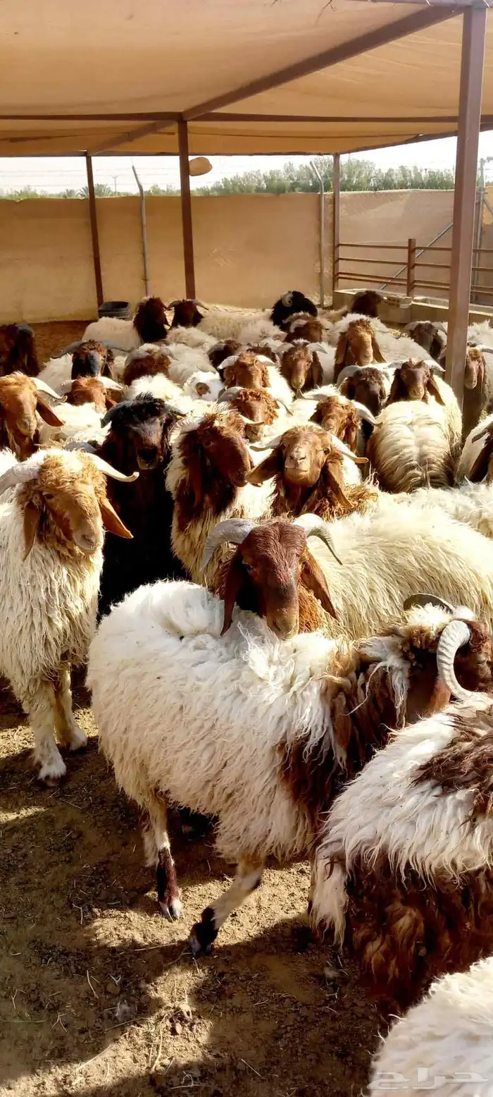 نعيمي بلدي 0