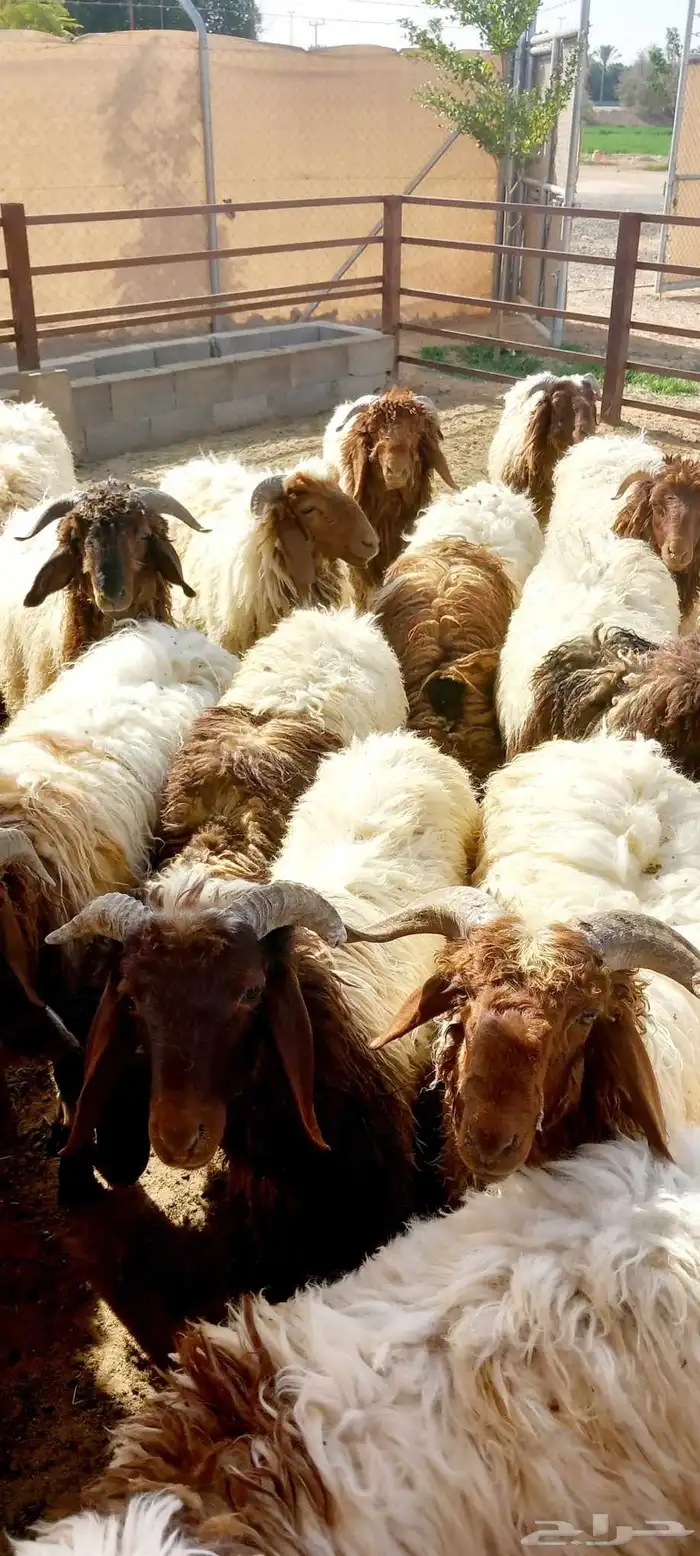 نعيمي بلدي 3