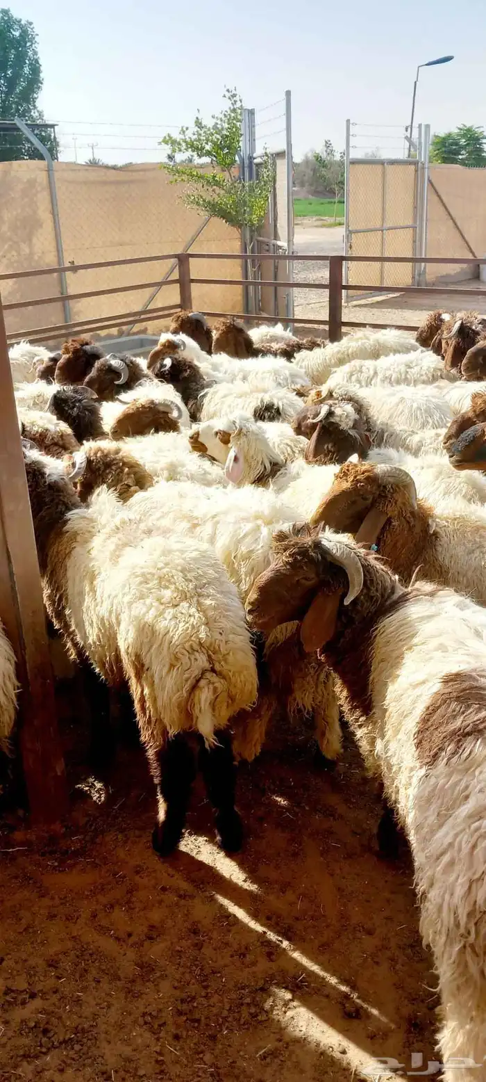 نعيمي بلدي 2