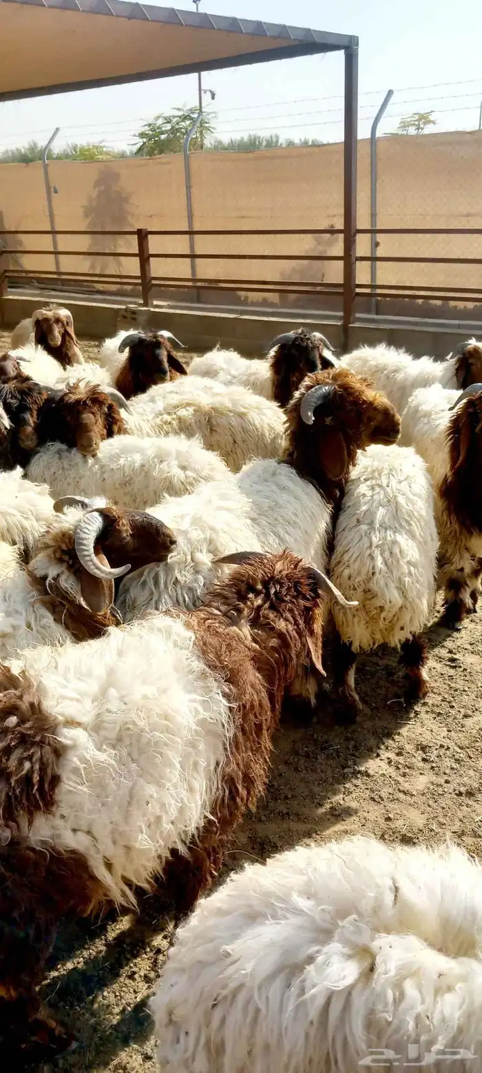 نعيمي بلدي 1