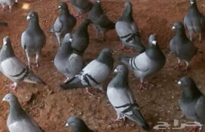 حمام زاجل 15 جوز 3 باكستاني 0