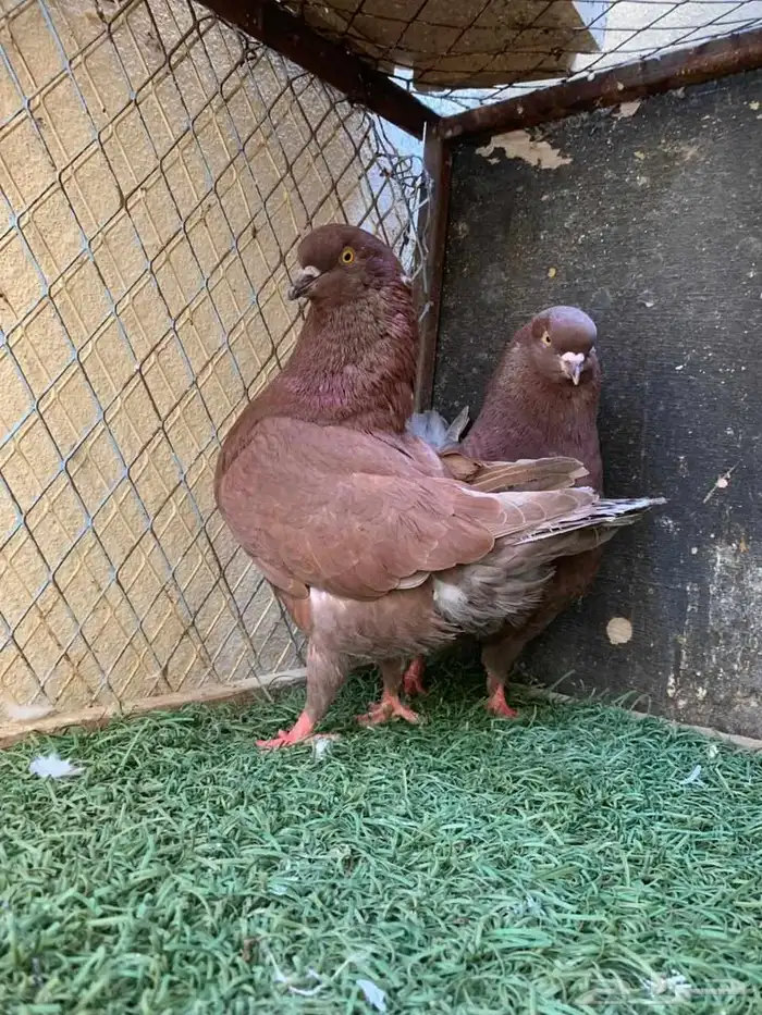 زوج كينق و فرد 3