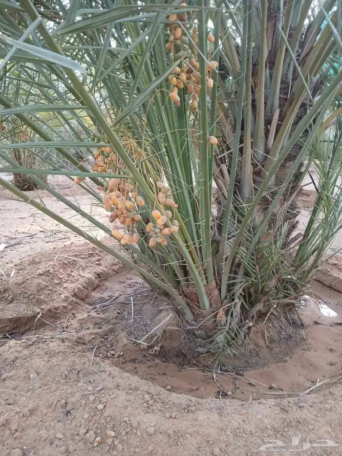 نخل مثمر للبيع خلاص برحي نخيل شيشي صقعي روثانه مجدول هلالي 3