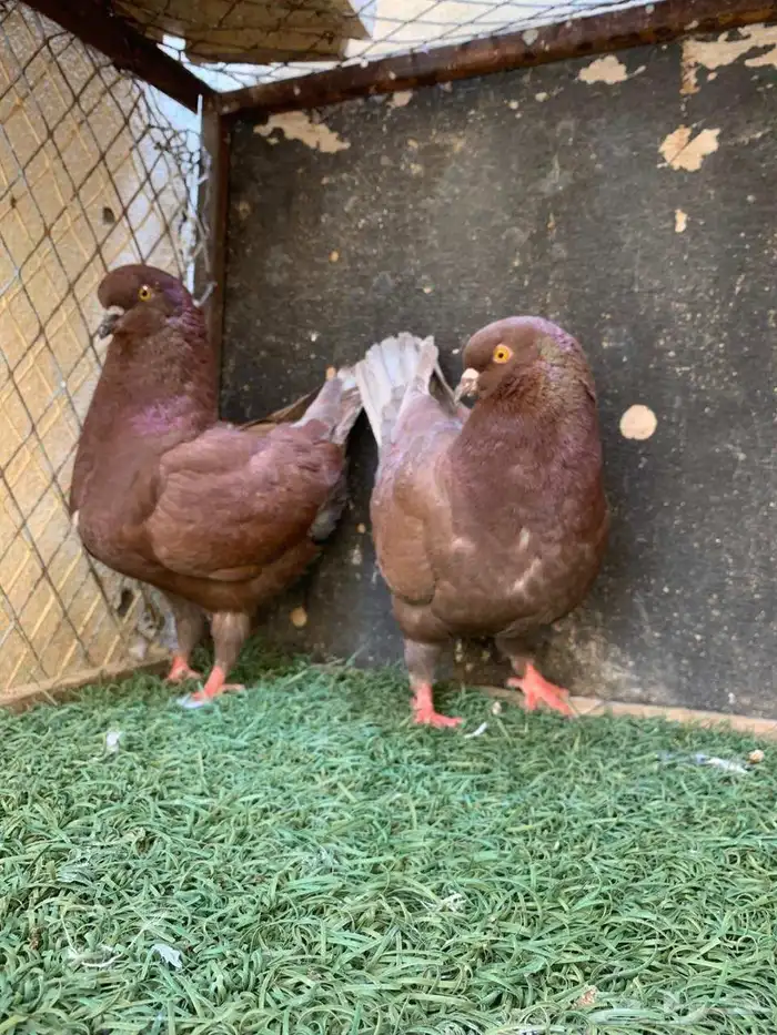 زوج كينق و فرد 4