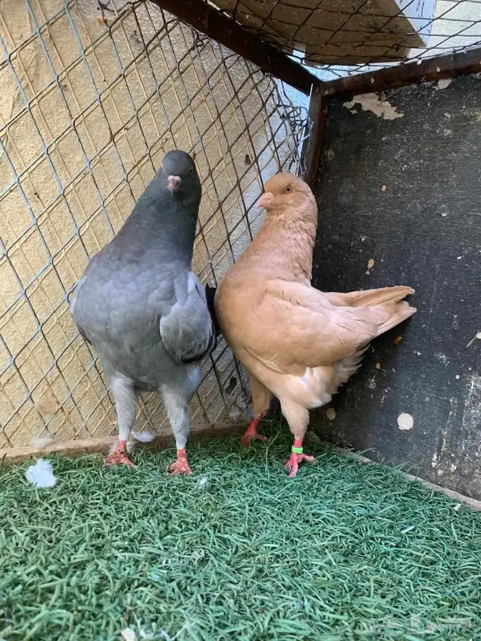 زوج كينق و فرد 5