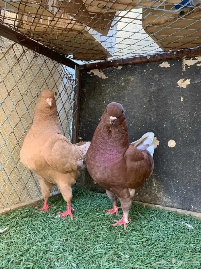 زوج كينق و فرد 0