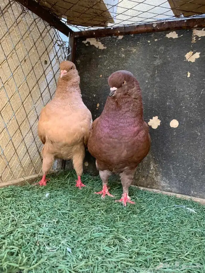 زوج كينق و فرد 2