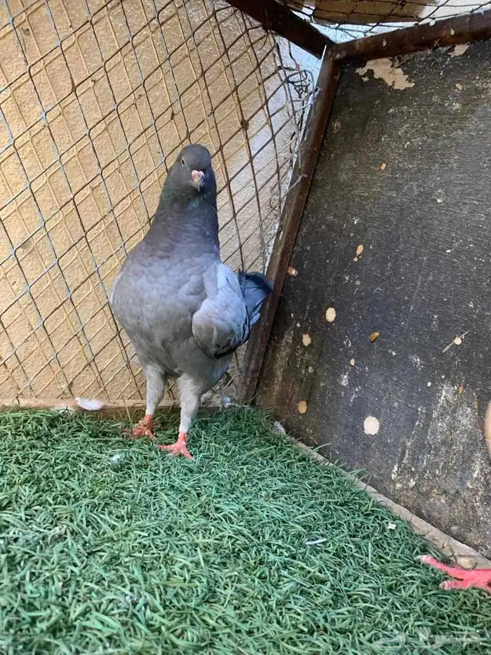 زوج كينق و فرد 6