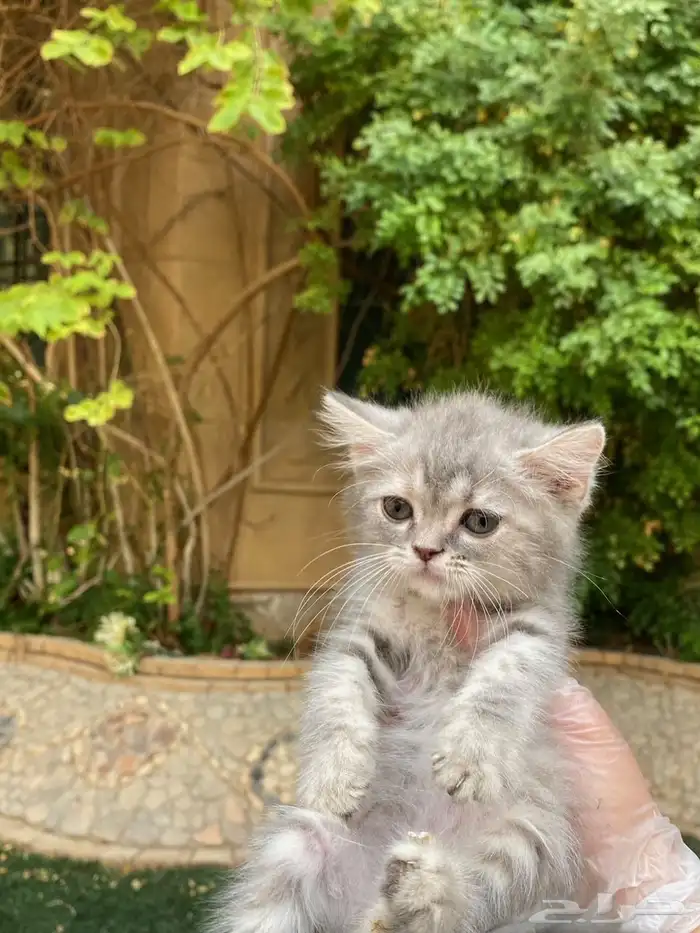 كيتن سكوتش فولد مطعمين للبيع ولايوجد تبني 9