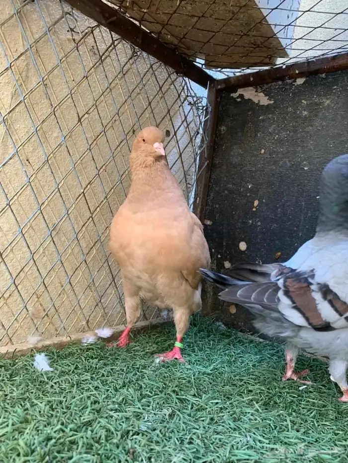 زوج كينق و فرد 7