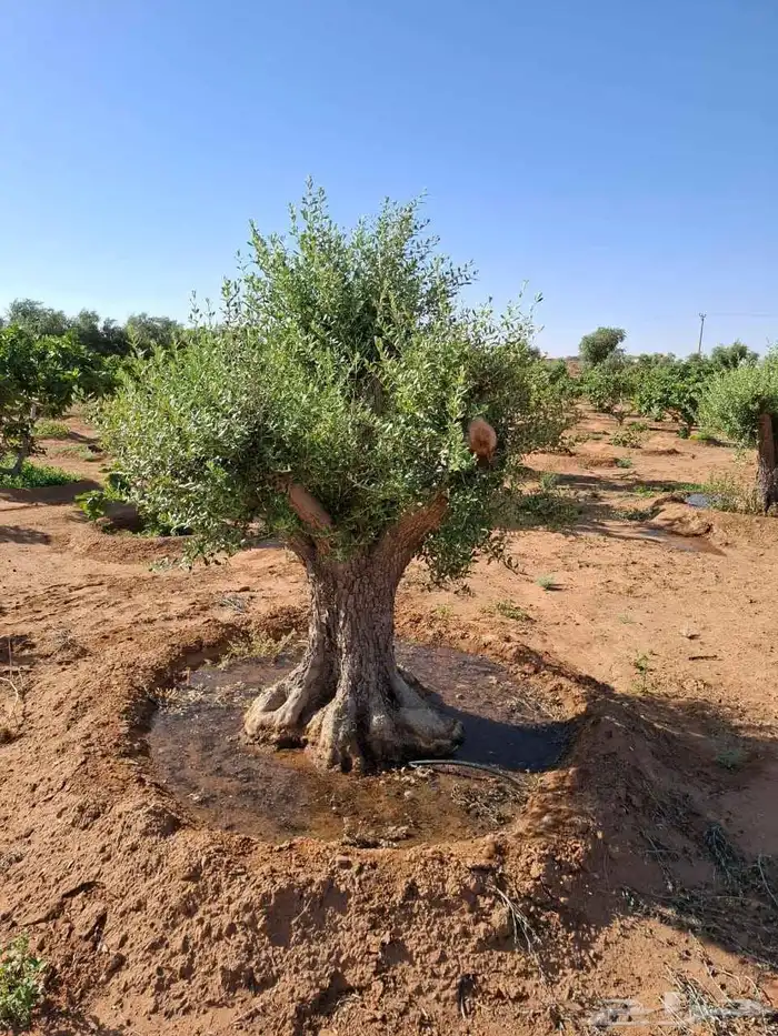 اشجار زيتون 0