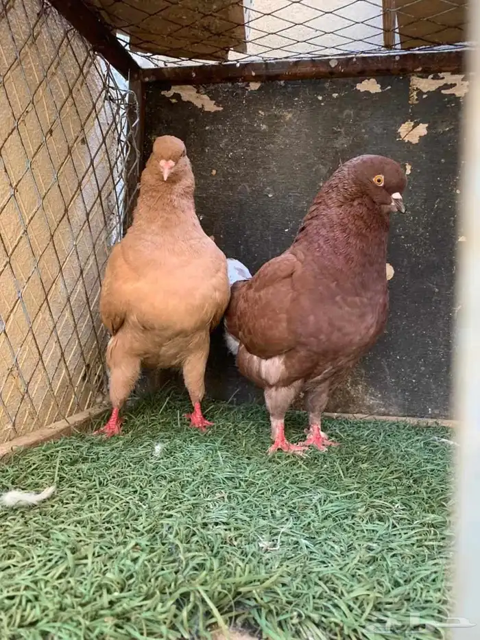 زوج كينق و فرد 1