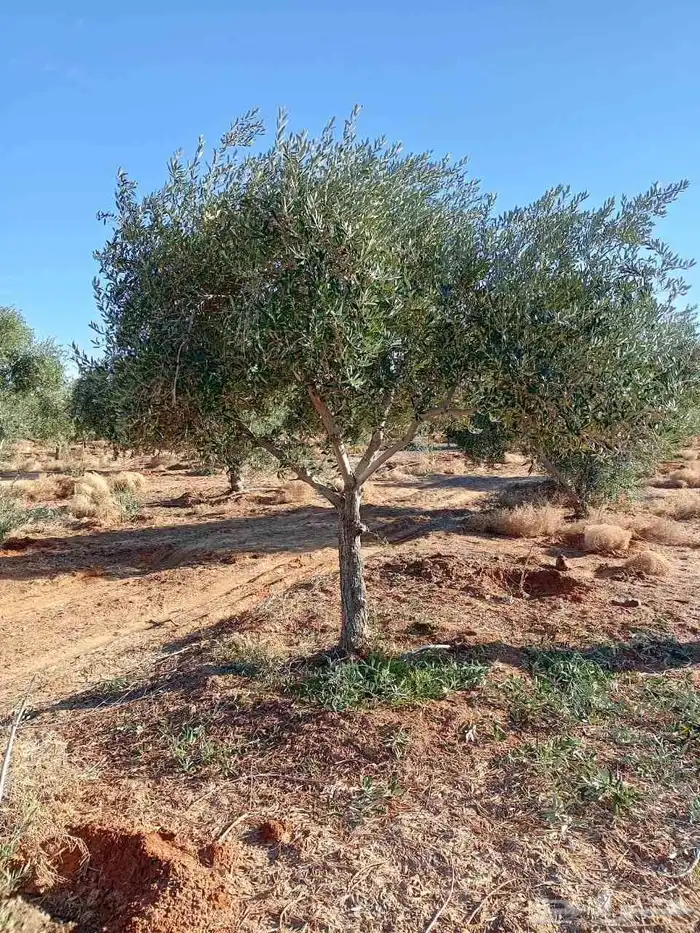 شجر زيتون 1