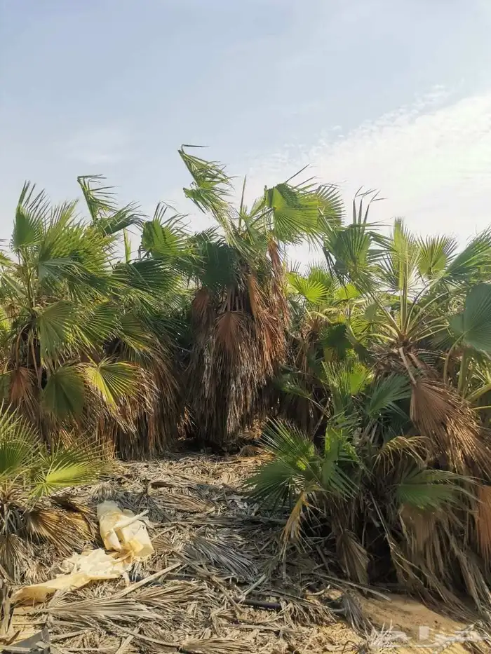 ابوياسين لبيع جميع انواع النخيل البلدي والواشنطن والفسيل 1