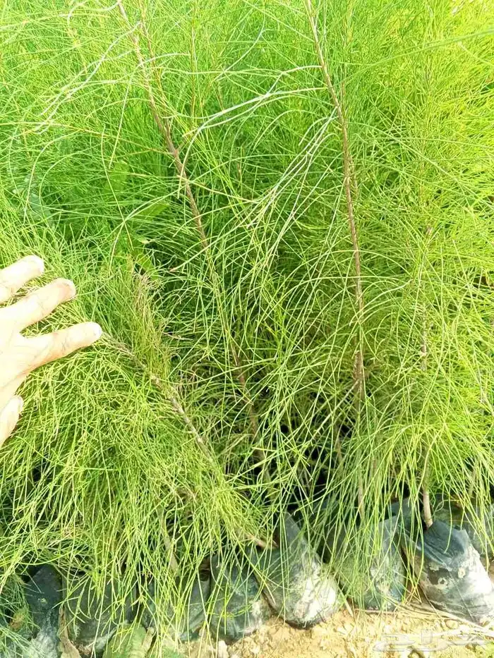 مشتل زراعي 2