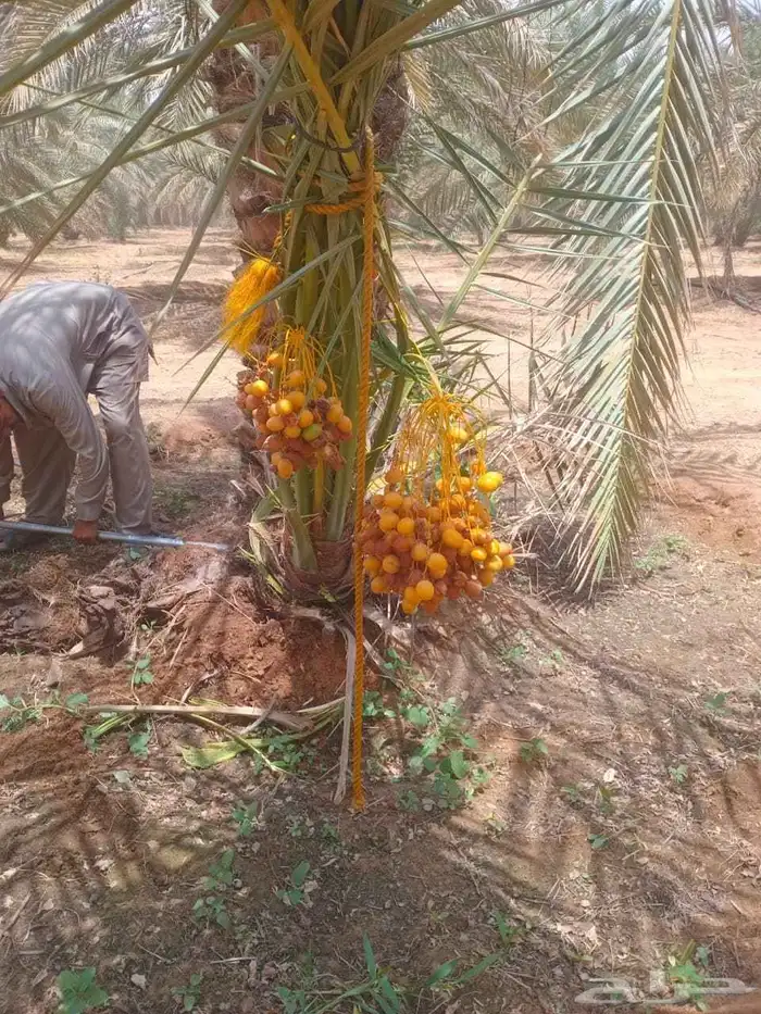 مشالله تبارك الرحمن فسائل طيبه نخيل مثمر_بجميع_انواعه_ومقاست 2