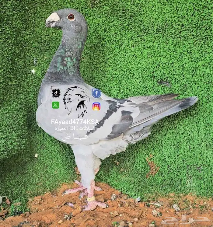 هومر 2025 1