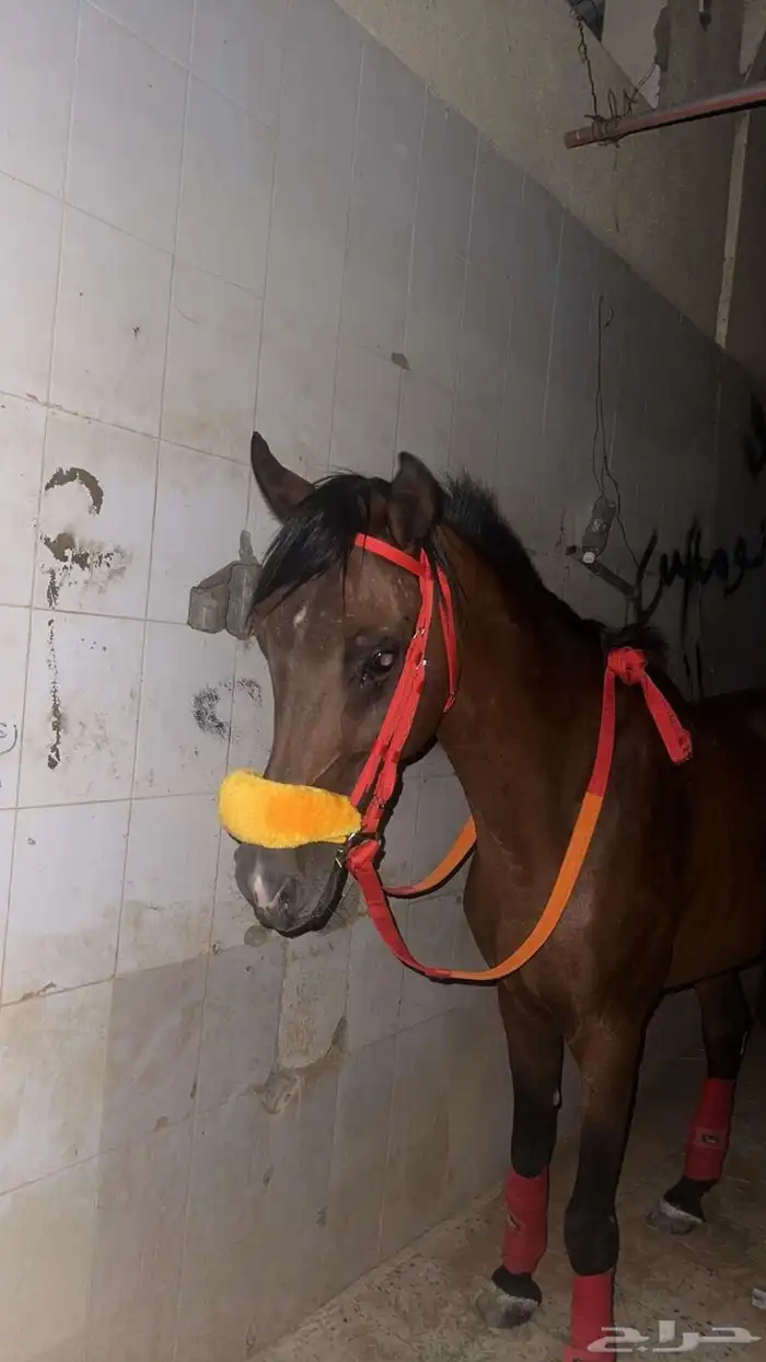 حصان شعبي العمر توه دخل 4 سنين حصان الطول 7 وربع حصان طبيب 21