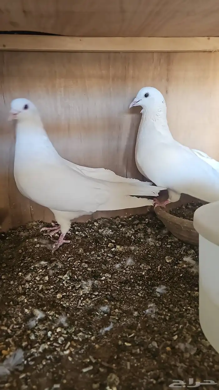 حمام فرنسي منتج في محاكر 3