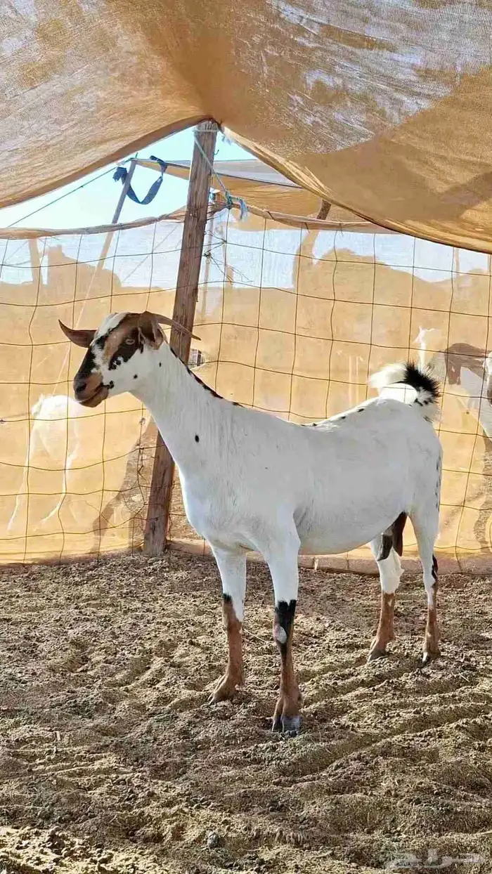 عنز بيشيه صنف الصنف 0