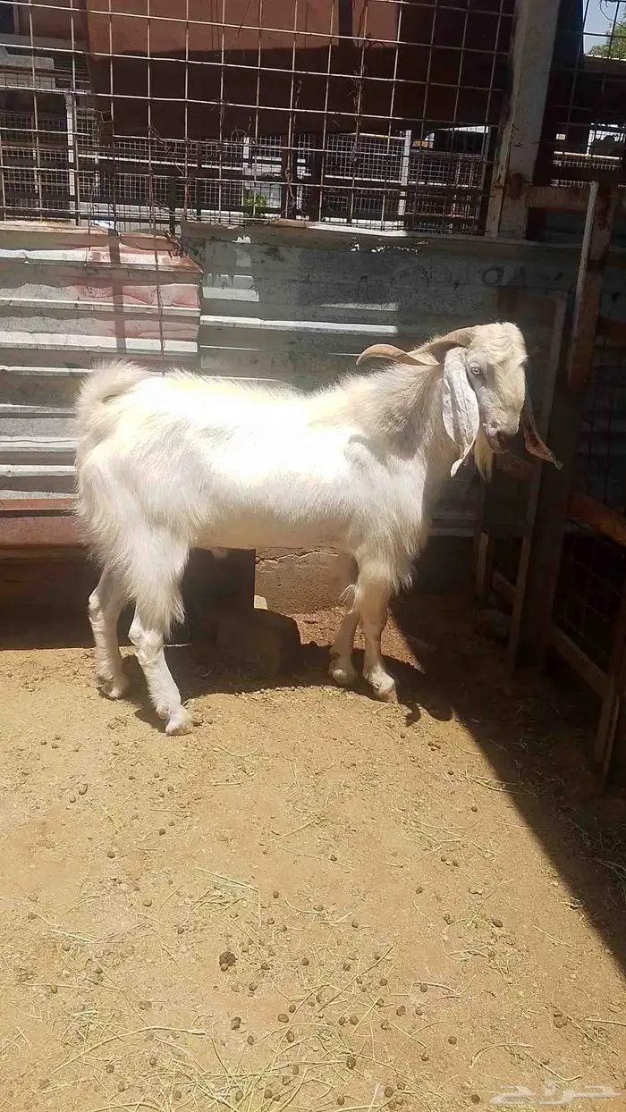 فحل مصري للبيع 1