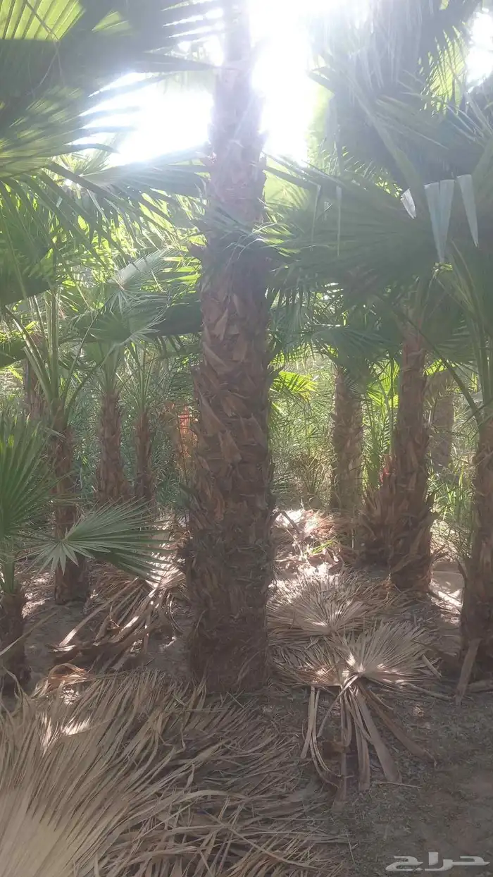مشتل وادي اراك الزراعة 1