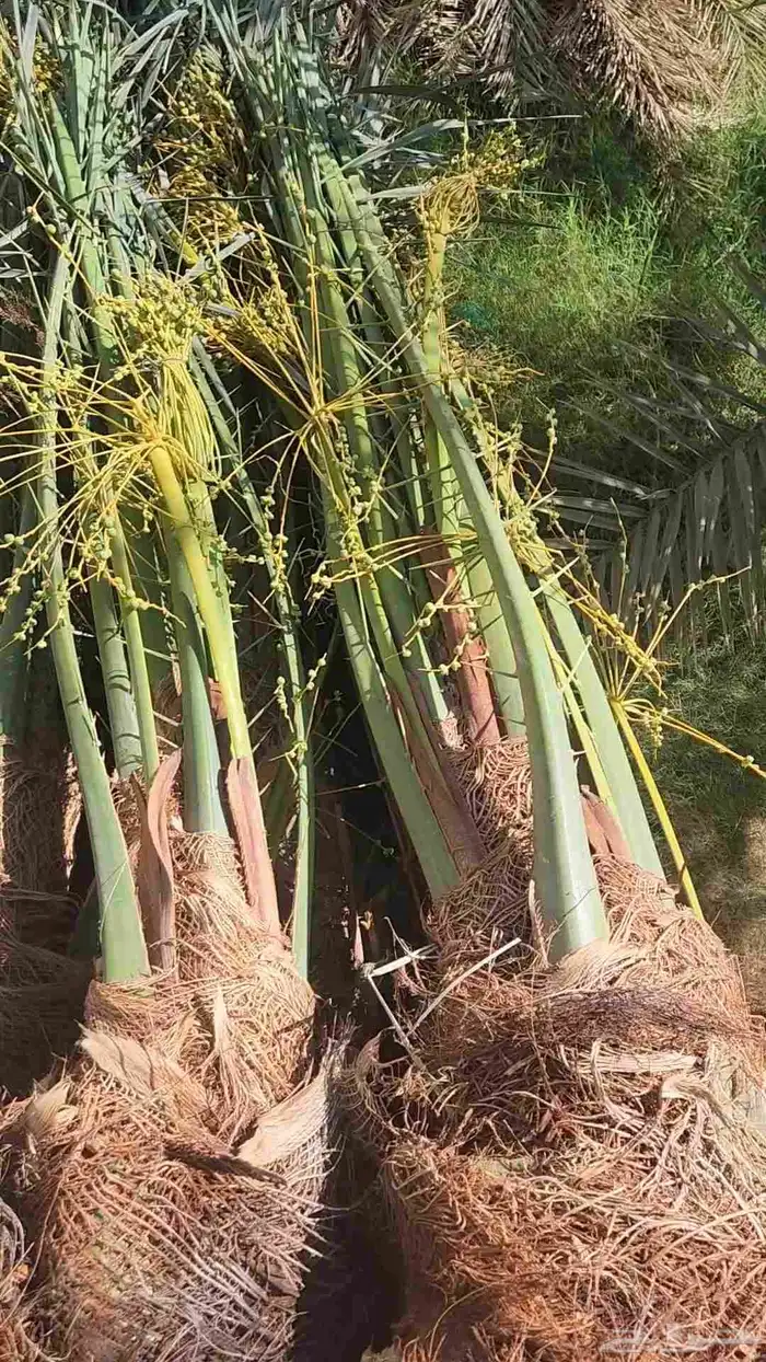 يتوفر لدينا جميع أنواع النخيل المثمره 8