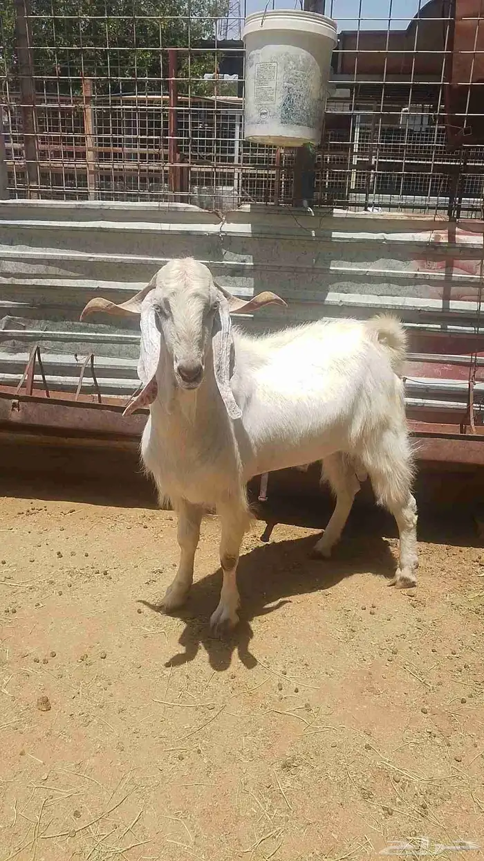 فحل مصري للبيع 3