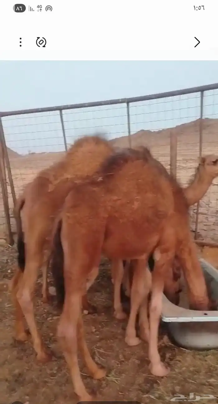 للبيع ثلاث قعدان وأربع بكار الأعمار من 4 اشهر تقريبا 0