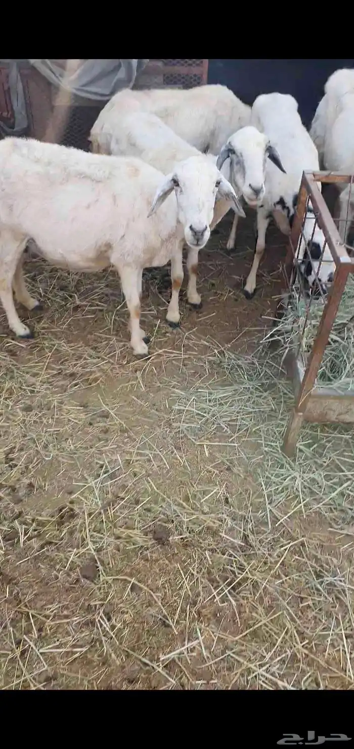 8 ضان امهات للبيع غالبا دفع لانها مع الفحل 0