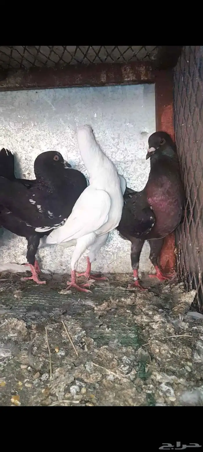 حمام مالتيزي 0