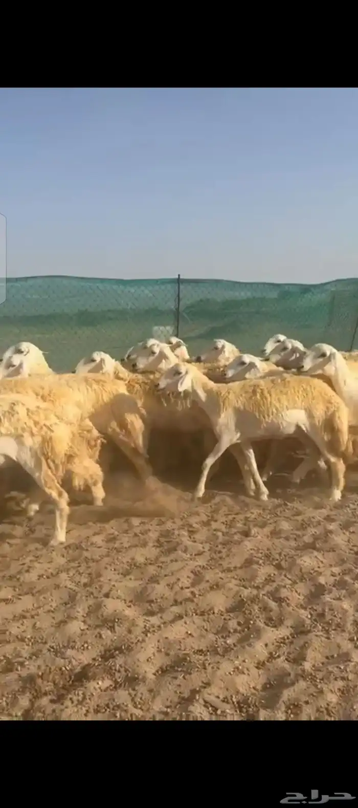غنم حريات رخال صنف 6