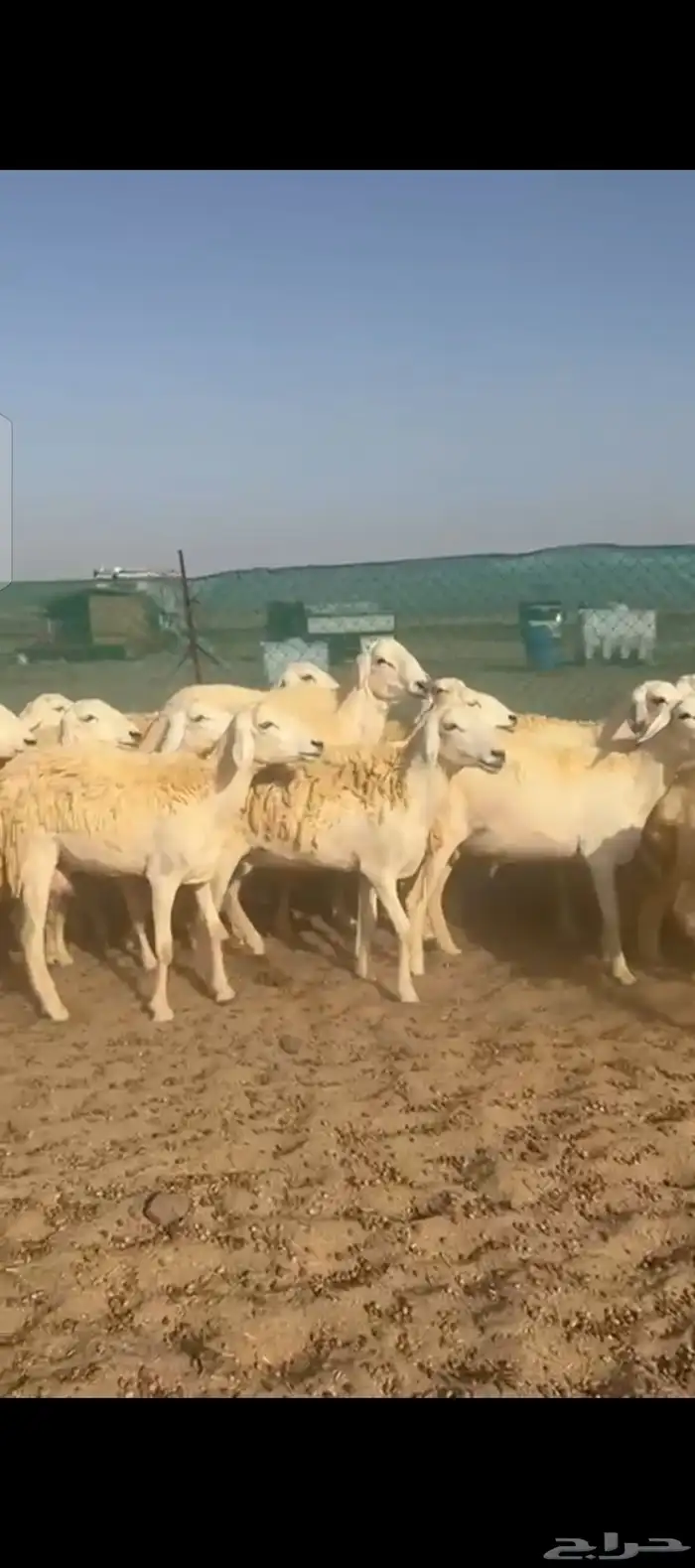 غنم حريات رخال صنف 8