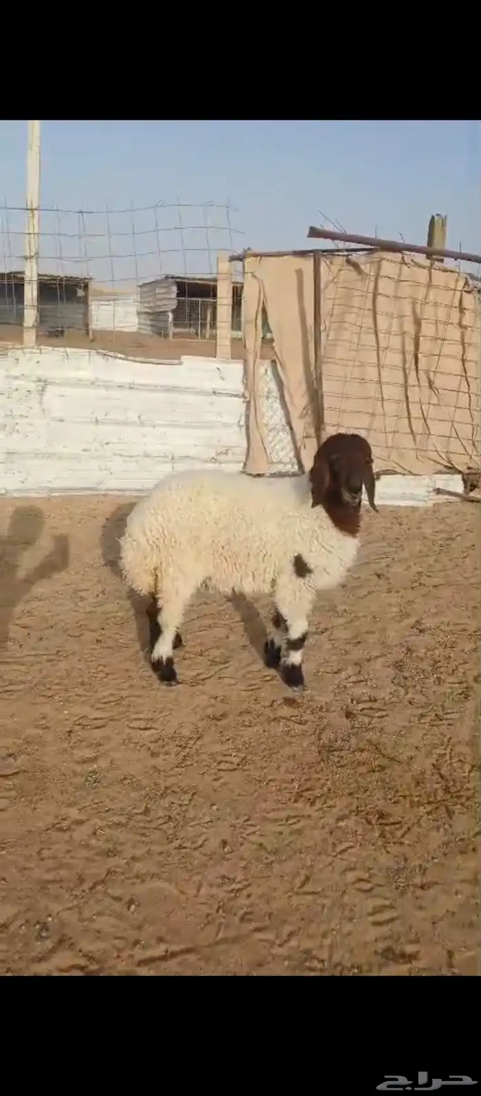 رخل كبيره تدغر شرط عمره فوق 3 شهور 1