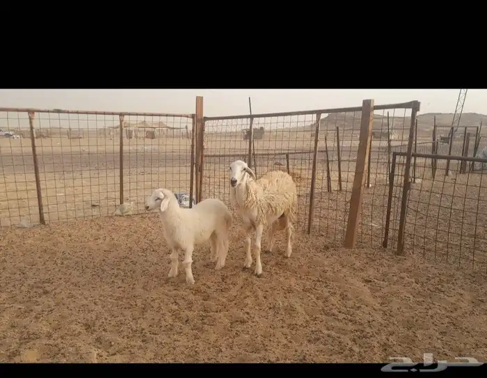 رخله طيبه تحتها طلي 3