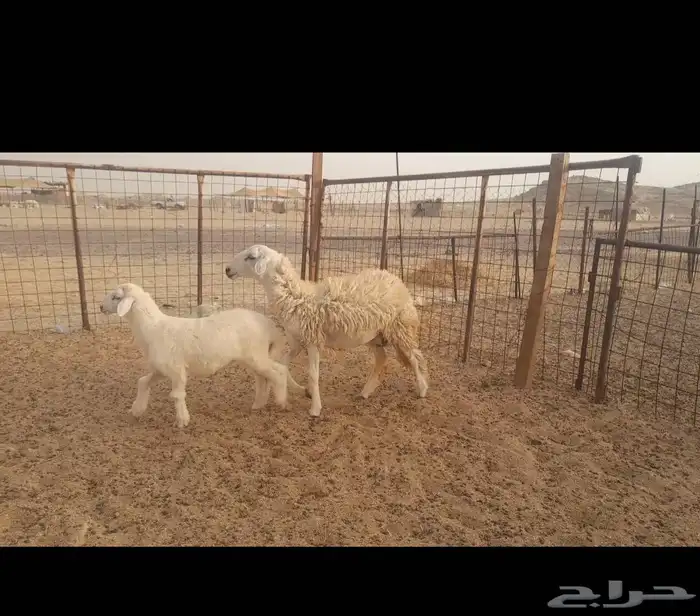 رخله طيبه تحتها طلي 1