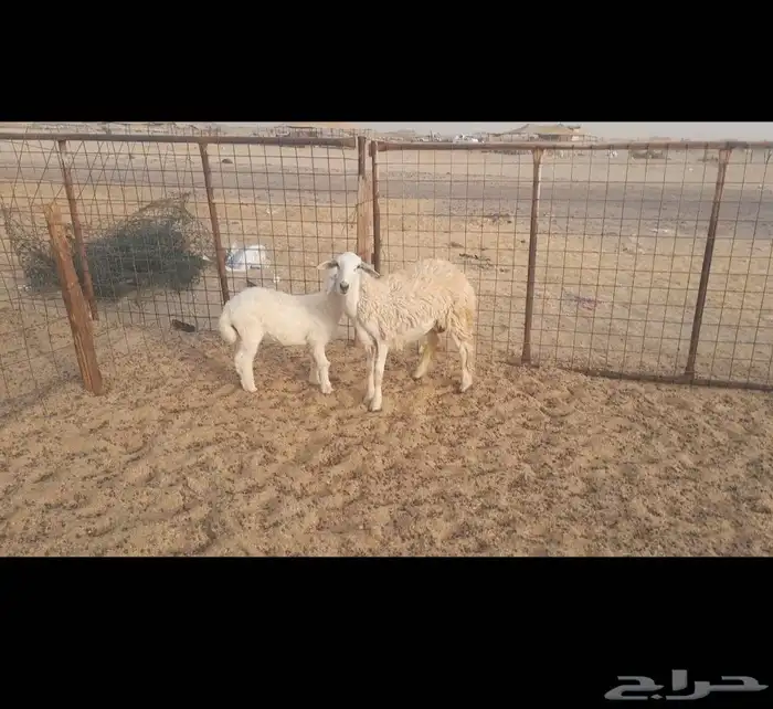 رخله طيبه تحتها طلي 2