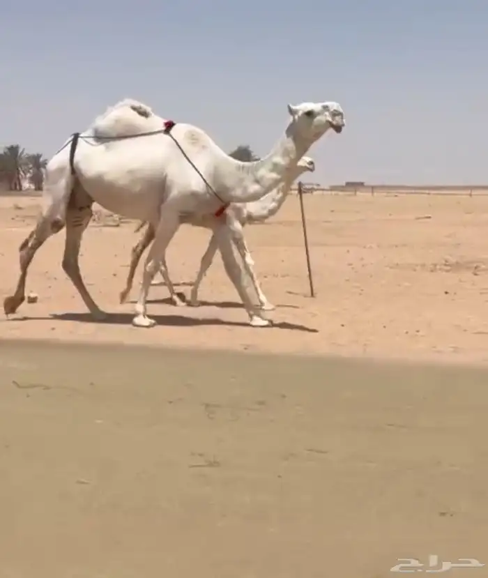 عشرا منتج حدرها قعود 0