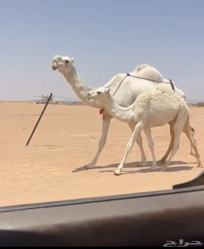 عشرا منتج حدرها قعود 2
