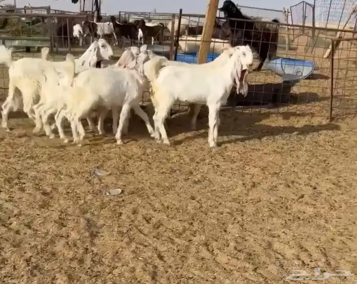 جفرات مطوارت فواخر((( تم البيع ))) 0