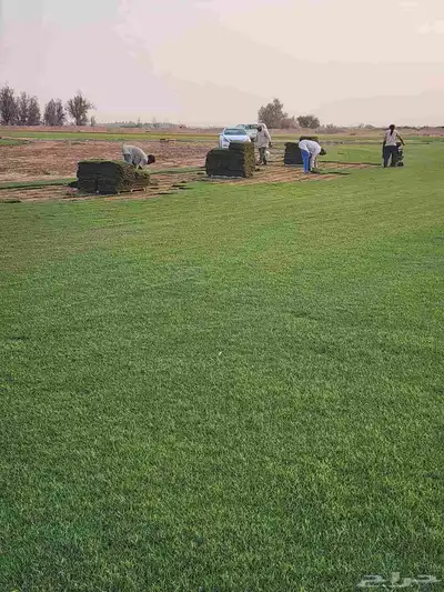 إنجيلة سي الفين طبيعي درجه اولى صافي اخضر 0