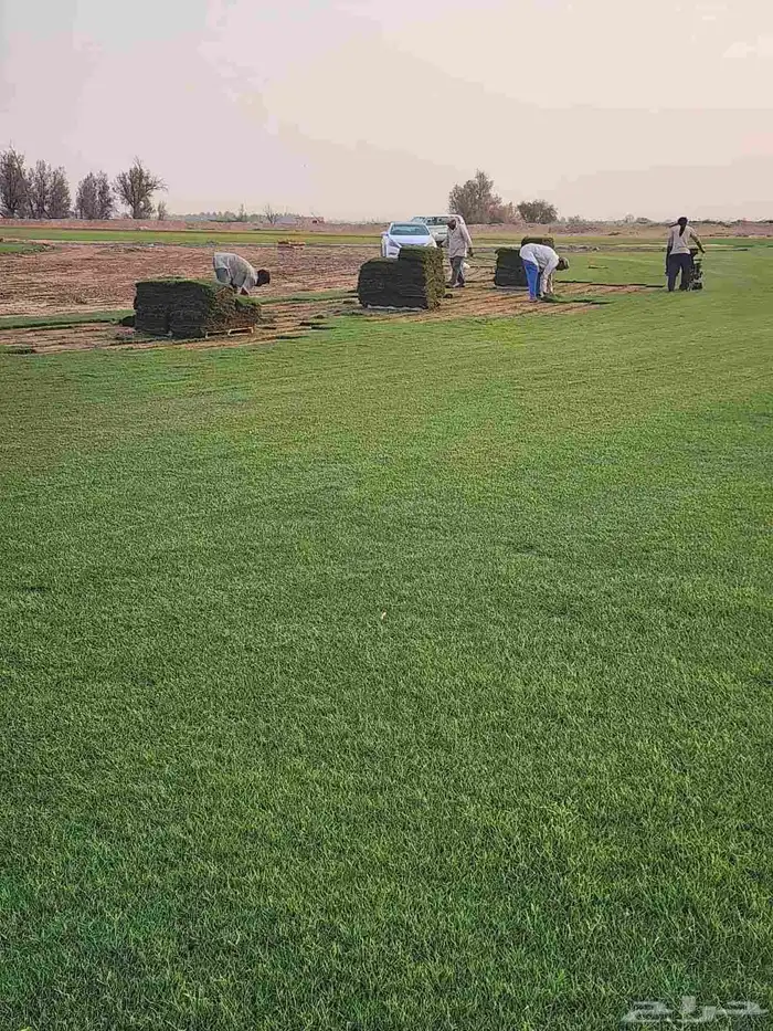 إنجيلة سي الفين طبيعي درجه اولى صافي اخضر 0